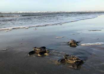 Praia em Luís Correia recebe 73 filhotes de tartaruga-oliva